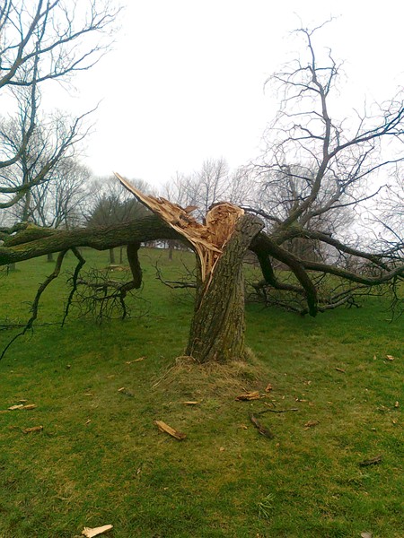 broken-tree-06-2in.jpg