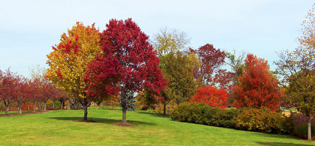 autumn-trees-in-a-park.jpg