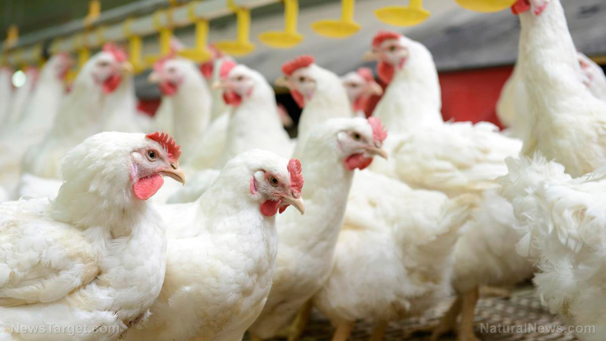Dr. Joseph Mercola: Bird flu can't kill humans - unless it is WEAPONIZED  