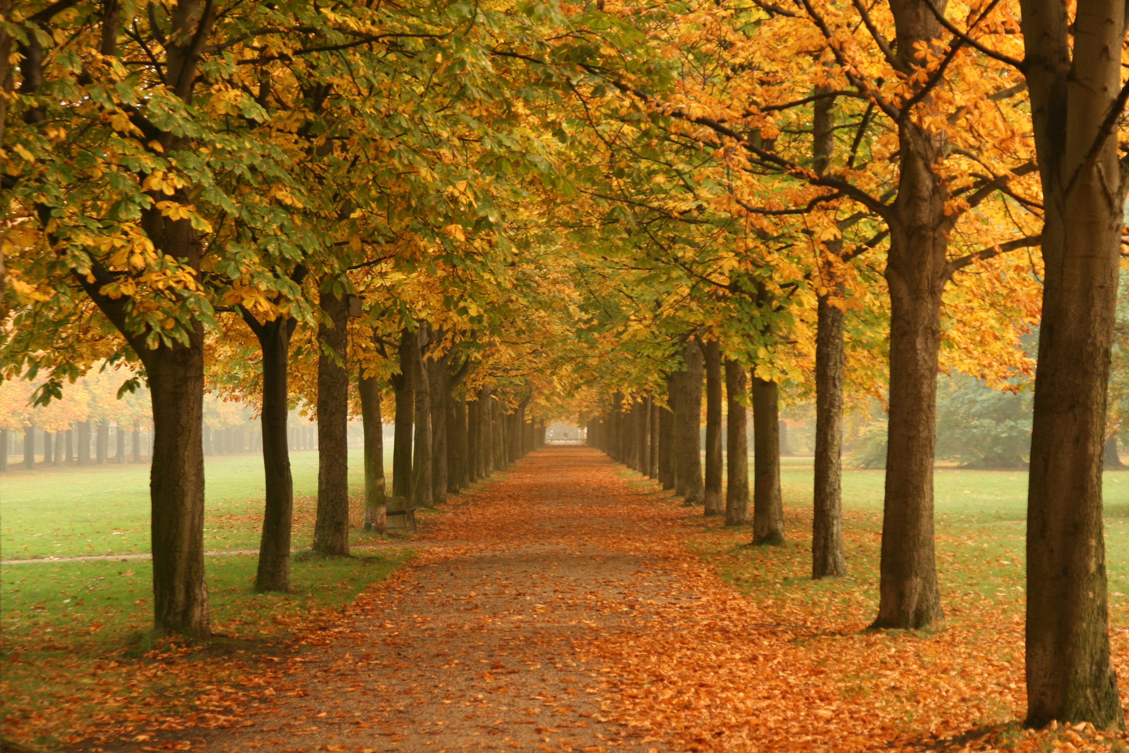 Autumn_trees_in_Dresden.jpg