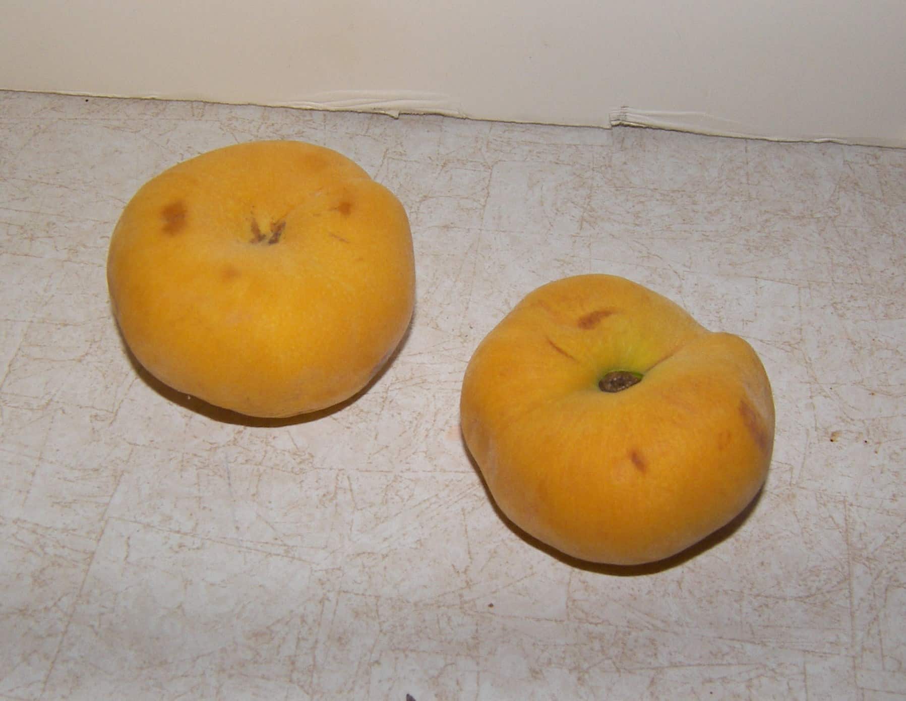 Harvest-Moon-Donut-Peaches.JPG
