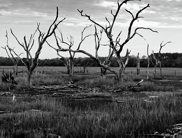 dead-trees-in-swamp-before-the-storm-ii-w-kurt-staley.jpg