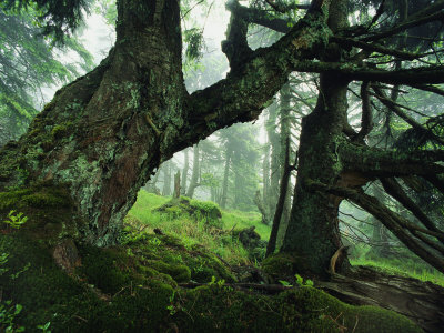 rosing-norbert-ancient-fir-trees-in-forest.jpg
