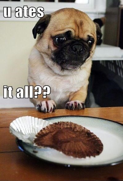 Sad-Pug-Thought-You-Were-Going-To-Share-Your-Delicious-Brownie.jpg