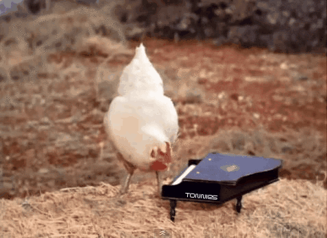 chicken+green+acres+piano.gif