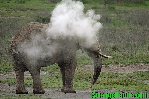 Smoking+Elephant+4.jpg