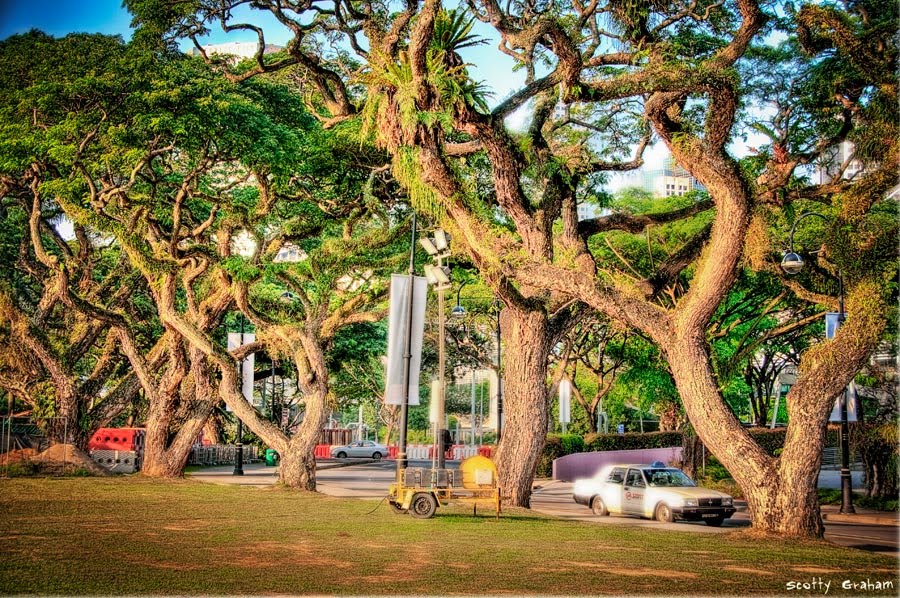 SingaporeParkTrees.jpg