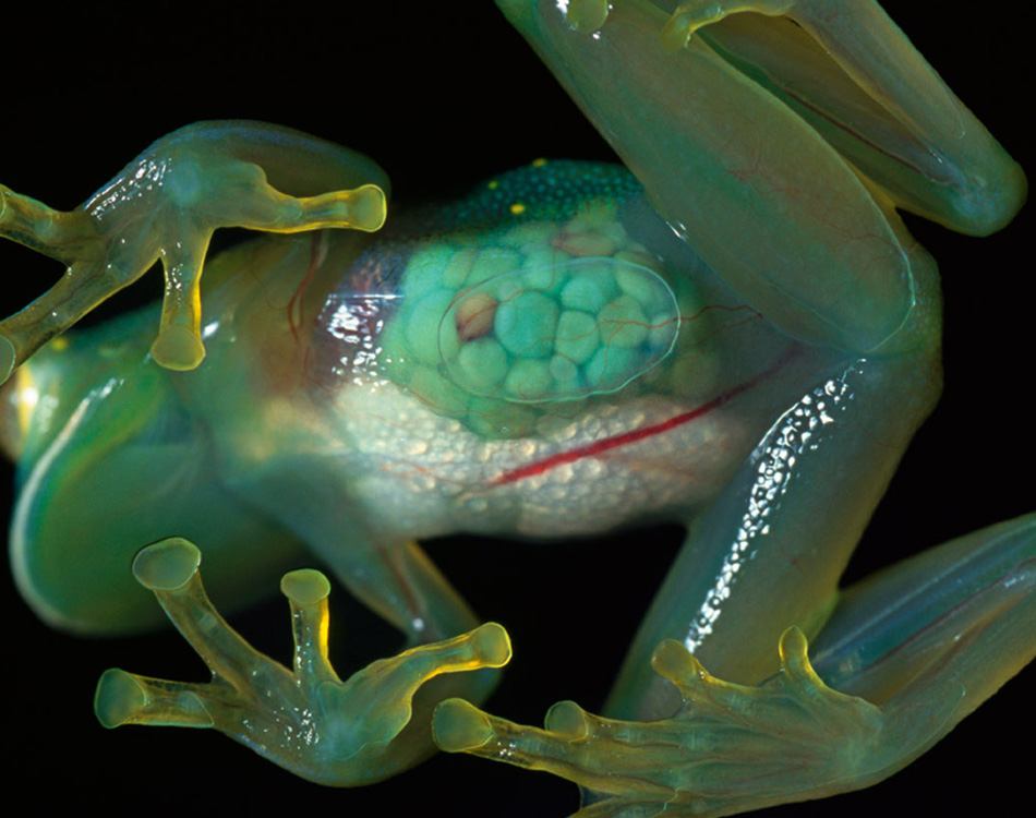 bizarre-animals-glass-frog.jpg