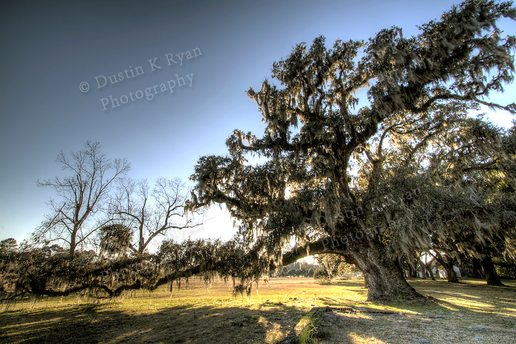 McLeod-PLantation-Massive-Live-Oak-tree-HDR.jpg