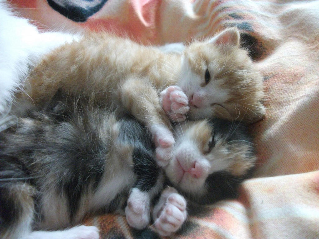 Sleeping_kittens_3_by_Lena_Panthera.jpg