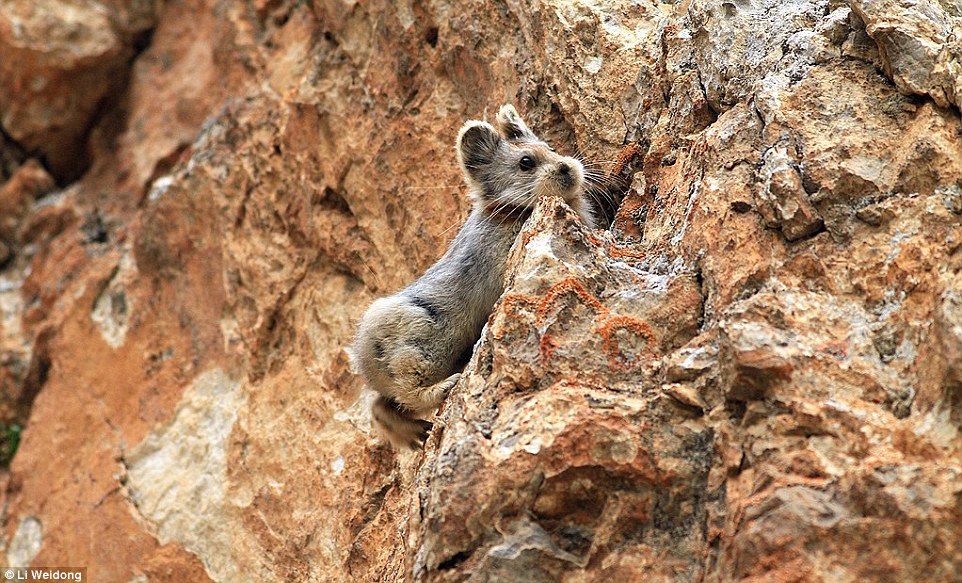 26F1B61900000578-3009783-Disappearing_Ili_Pika_population_is_believed_to_have_declined_by-a-12_1427222226577.jpg