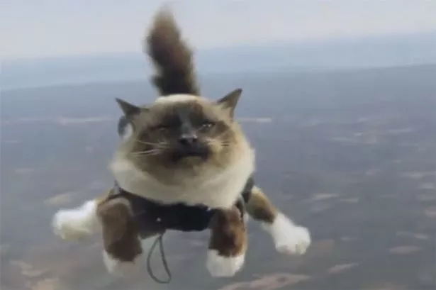 Skydiving-cats.jpg