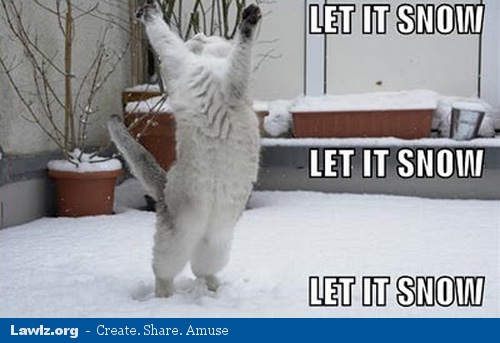 let-it-snow-winter-cat-meme.jpg