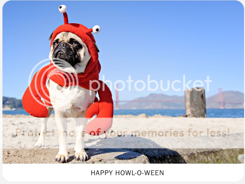 cute-halloween-lobster-pug-Favimcom-139927_zpsfe6542ec.jpg