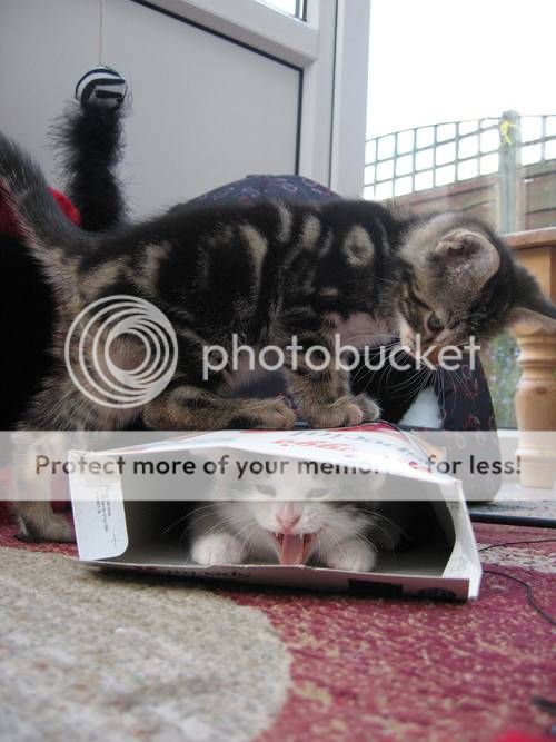 cats-in-crevices-001_zps7693e08c.jpg
