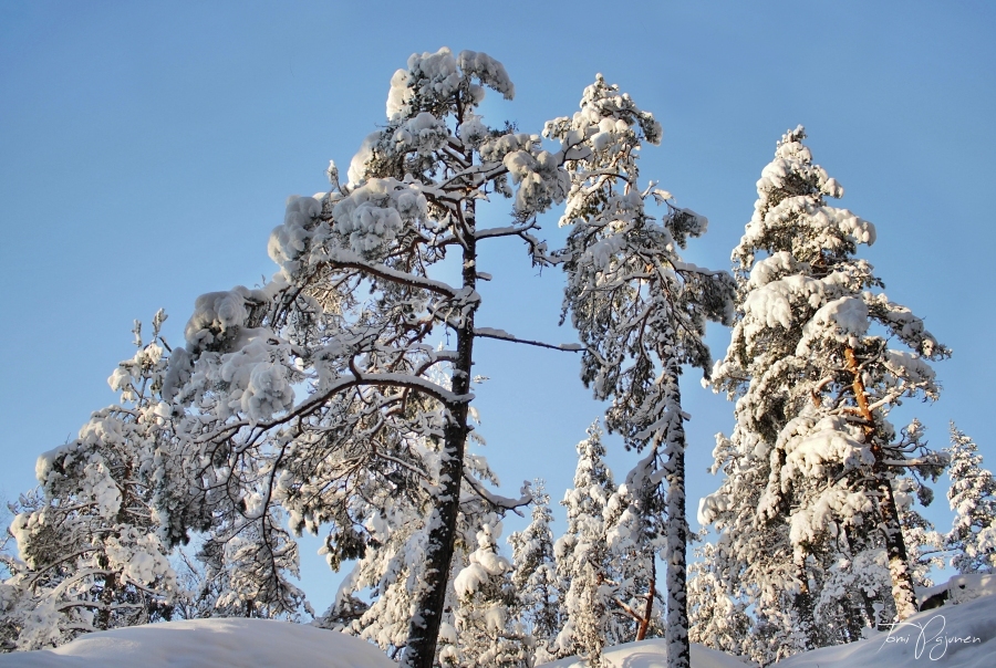 snowy_trees_by_pajunen-d9kctbi.jpg