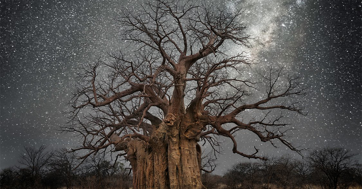 ancient-oldest-trees-starlight-photography-beth-moon-fb.jpg