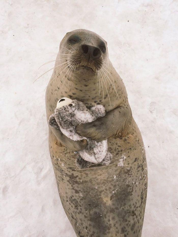seal-cuddles-plush-toy-1.jpg