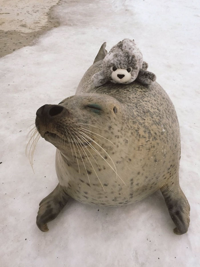 seal-cuddles-plush-toy-2.jpg