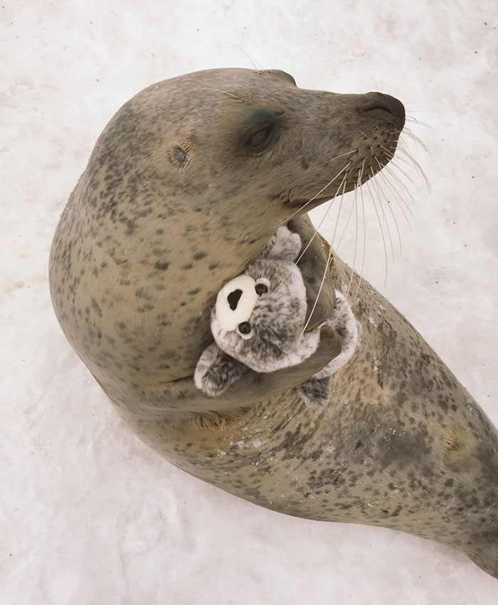 seal-cuddles-plush-toy-3.jpg