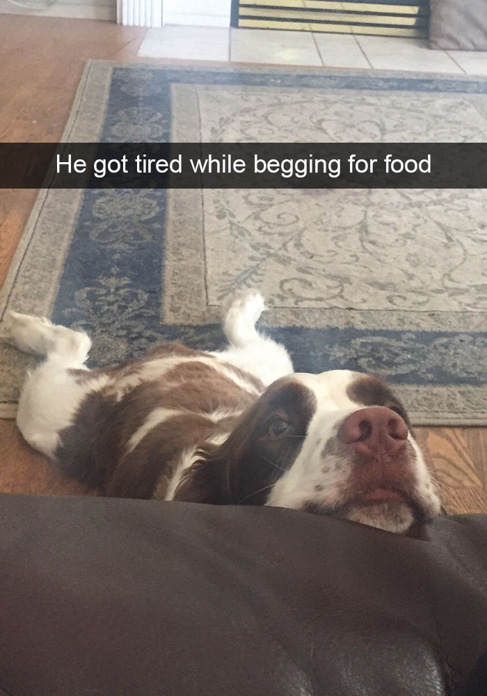 hilarious-dog-snapchats-112-58eccbf535f97__700.jpg