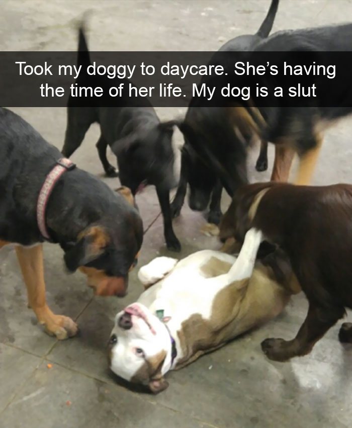 hilarious-dog-snapchats-116-58ecd3ea0b477__700.jpg
