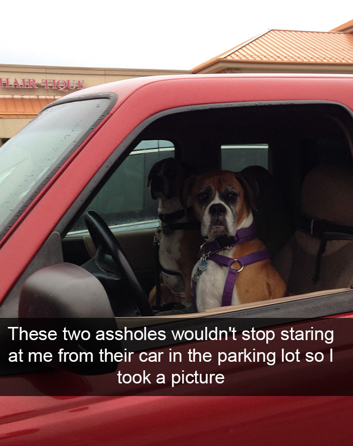 hilarious-dog-snapchats-123-58ecef094c099__700.jpg