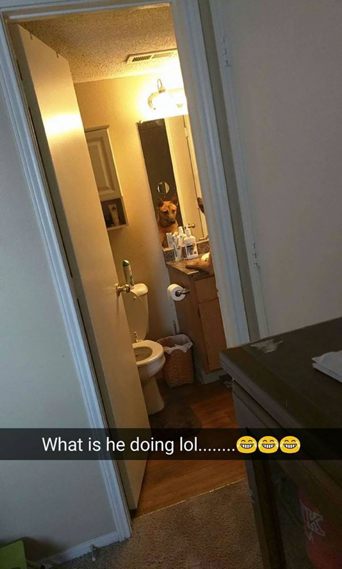 hilarious-dog-snapchats-29-58eb3a9b2a4ab__700.jpg