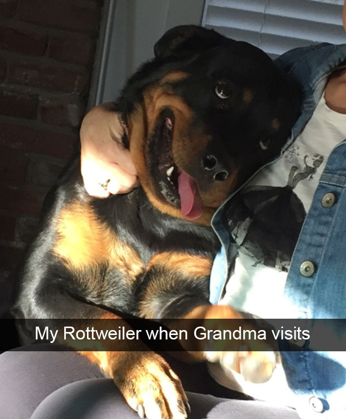 hilarious-dog-snapchats-64-58ece17a57556__700.jpg