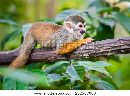 stock-photo-squirrel-monkey-in-natural-habitat-rain-forest-and-jungle-playing-and-moving-around-232589008.jpg