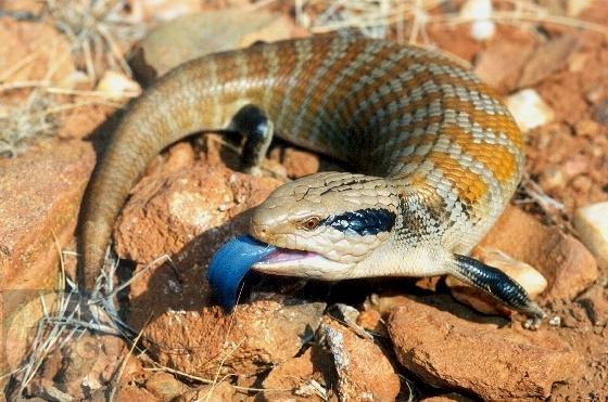 Blue-Tongued-Skink-Pictures1.jpg
