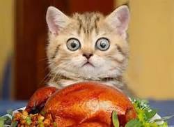 cat-turkey.jpg