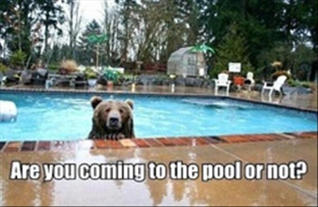 pool-funny-pictures.jpg