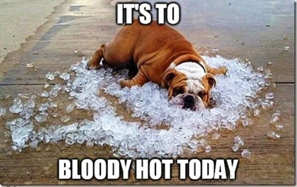 Its-To-Bloody-Hot-Today-600x377.jpg