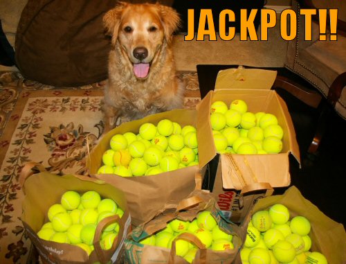 funny-dog-picture-tennis-ball-jackpot.jpg