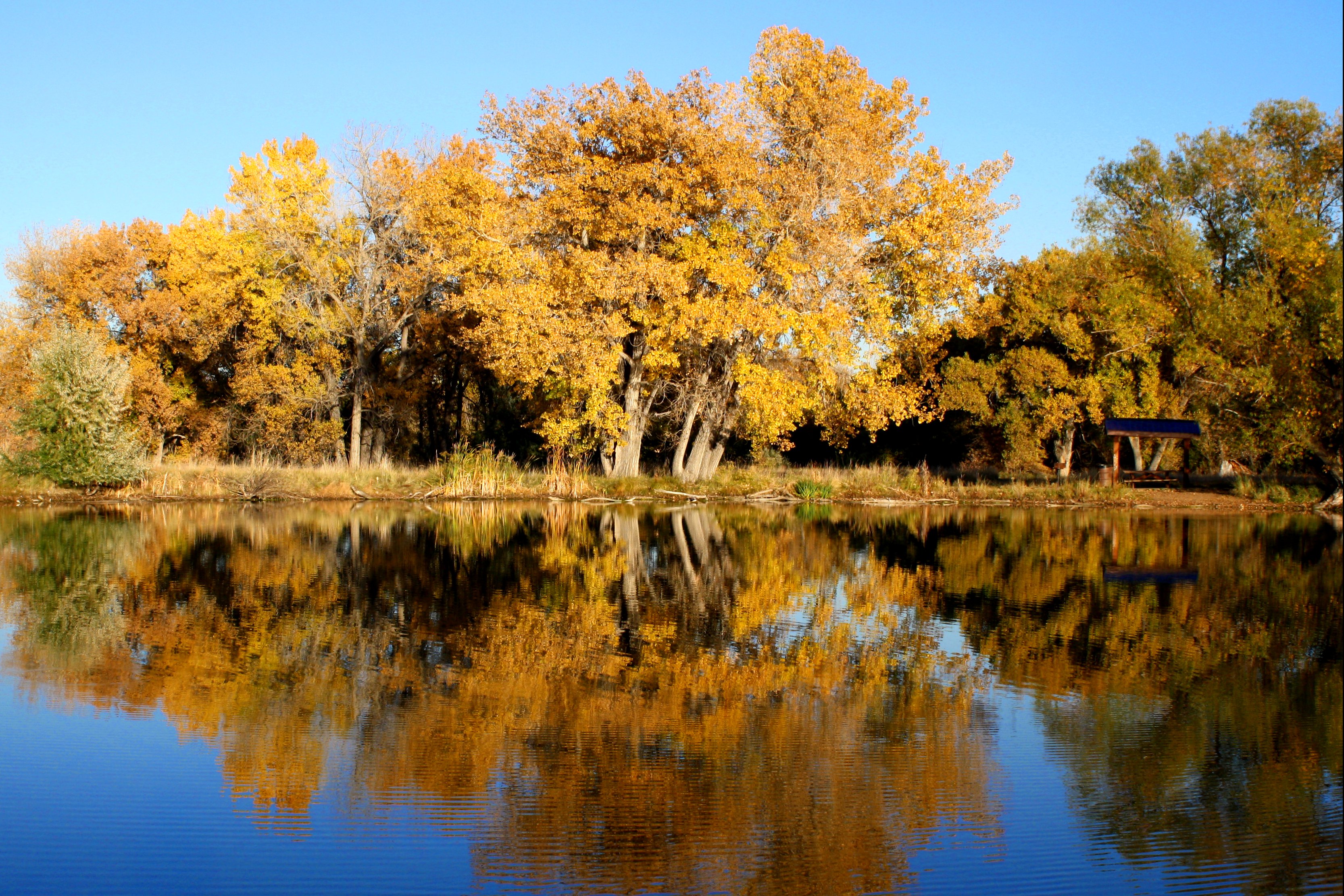fall-trees-reflected-in-lake.jpg