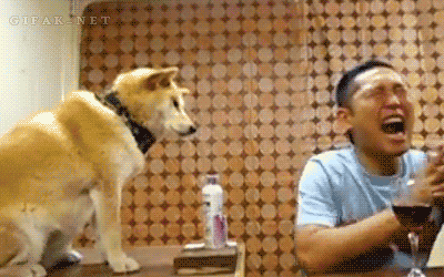 funny-gif-Asian-dog-deodorant.gif