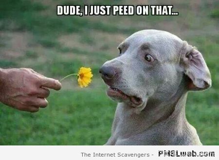 10-funny-dog-and-flower-meme.jpg