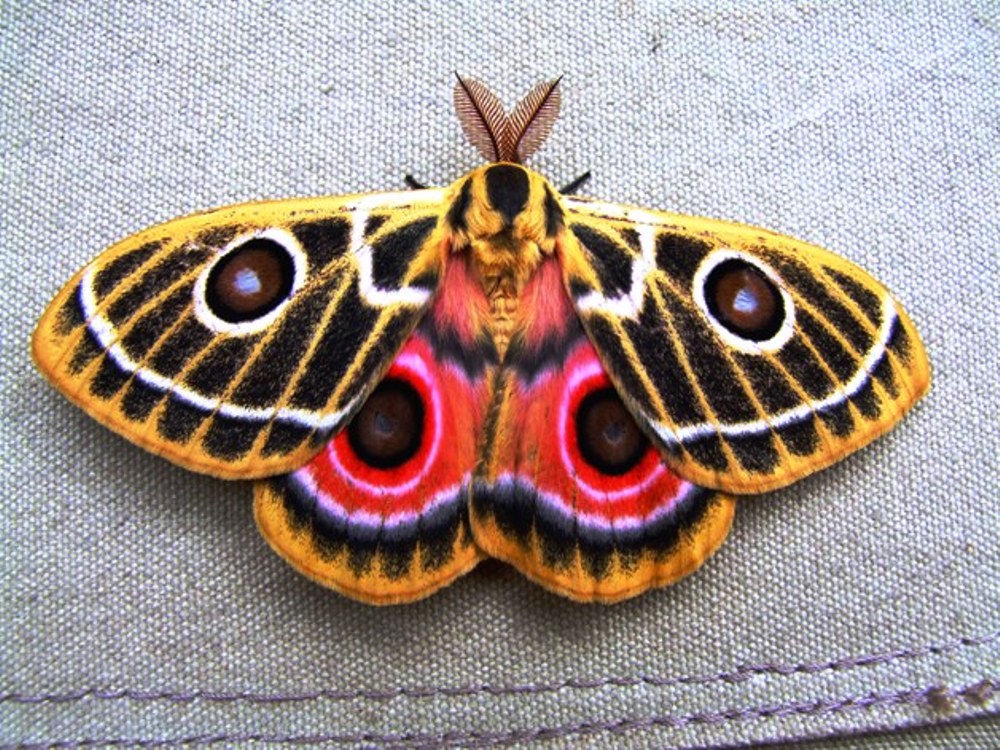 Beautiful%20moth%20rests%20on%20a%20canvas%20tent%20-shoor1.JPG