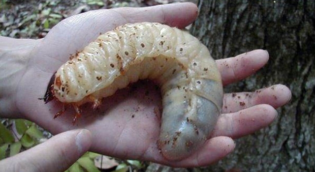 Weirdest-Insects-Goliath-Beetle-larva1.jpg