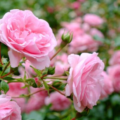 Natural Rose Bush Care for Your Garden