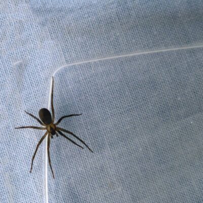 Avoid the Brown Recluse Spider