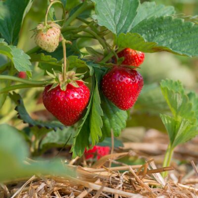 Companion Plants for Strawberries: Asparagus, Rhubarb, and Horseradish