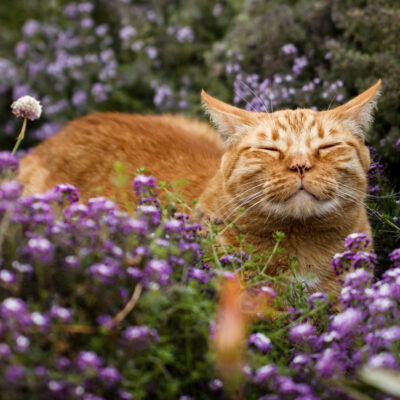 How To Have An Outdoor Cat And Keep It Healthy