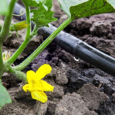 Garden Irrigation Ideas