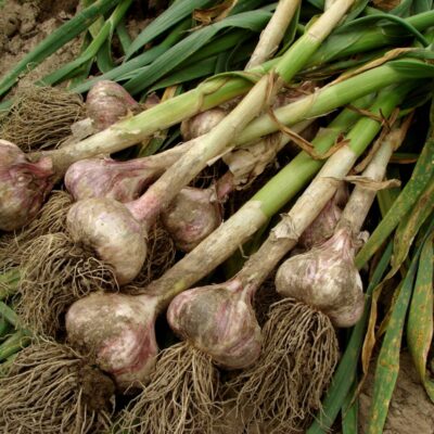 How Does Garlic Grow?