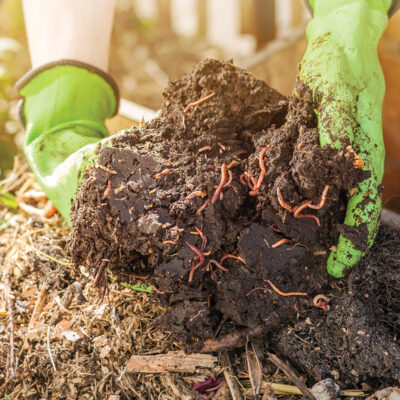 How to Increase Earthworm Population in Soil