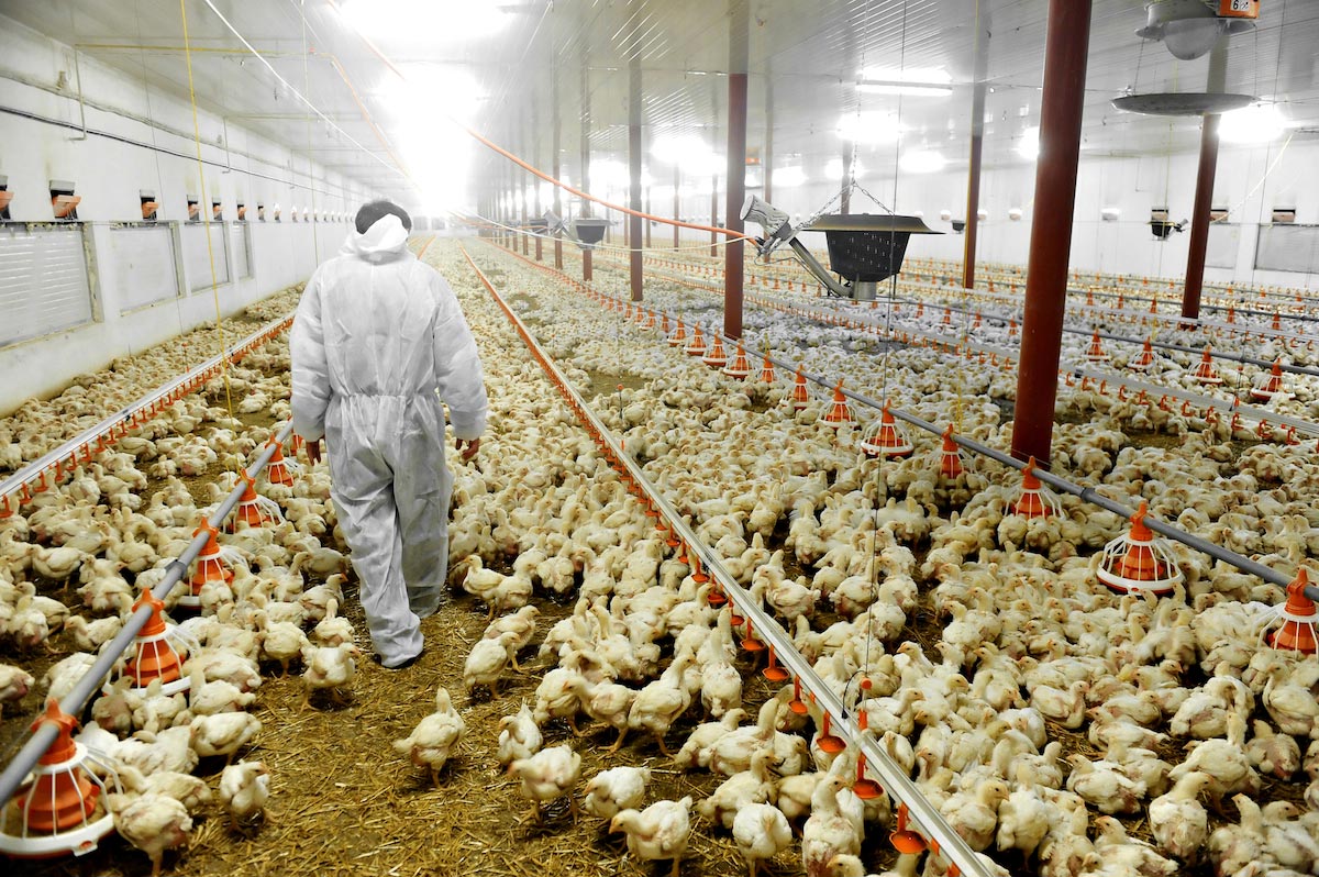 Big Pharma planning to vaccinate America's chicken supply for bird flu, unleashing a plot to END animal agriculture  