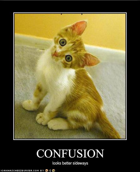 funny-pictures-this-kitten-is-confused.jpg