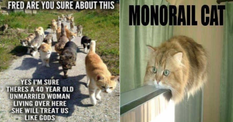 funny-cat-memes-funny-cats-cats-cat-memes-10072837